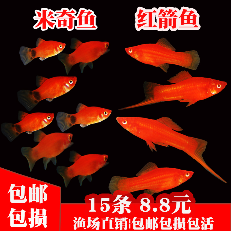 红箭鱼鱼红米奇胎生鱼小型观赏热带红剑鱼好养耐活鱼包活包邮