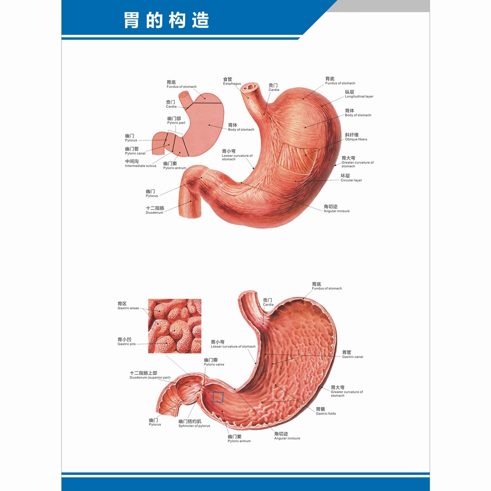 胃的构造图胃部解剖图结构图理疗中英文医学医院科室高清海报挂图