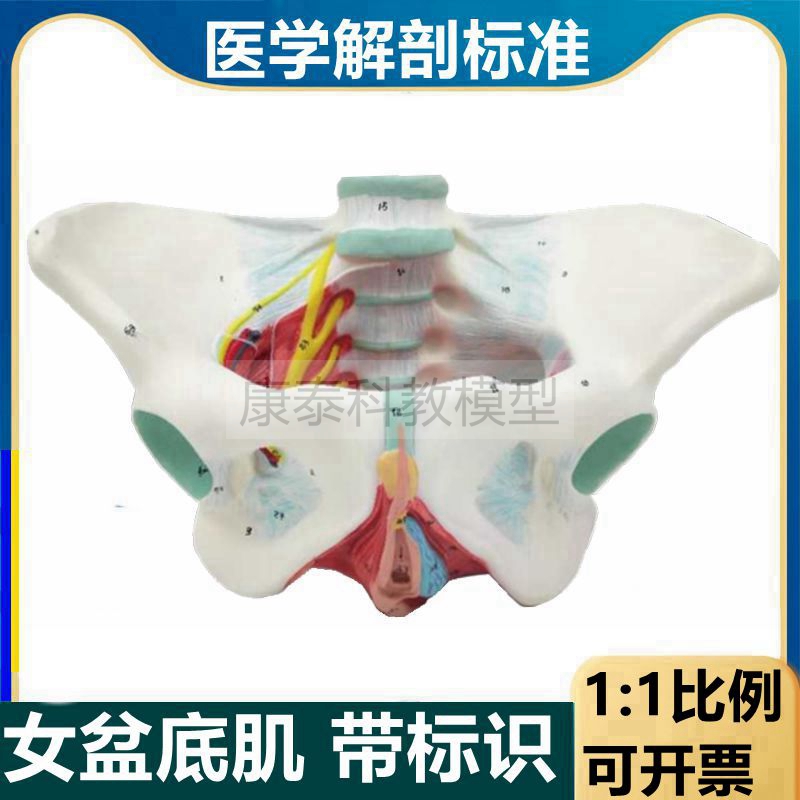 盆底肌模型女性骨盆m结构盆腔器官阴道口尿道肛门肌肉产后修复月