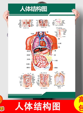人体解剖彩色学骨骼结构图神经肌肉五脏六腑淋巴示意解刨器官挂图