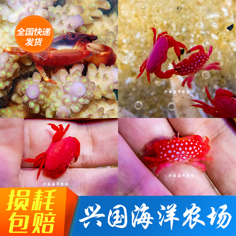 梯形蟹 草莓火焰蟹 活小螃蟹SPS硬骨珊瑚共生蟹 清理垃圾害虫海水