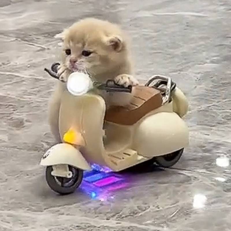 抖音同款迷你电动车玩具旋转电动小摩托车猫咪宠物小猫仓鼠小摩托
