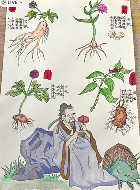 华佗手抄报中草药图片介绍图片我和中医药的故事历史人物简笔画