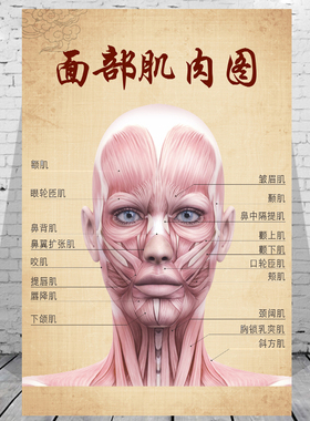 面部肌肉图人体骨骼结构挂图肌肉示意图全身器官穴位图解剖图