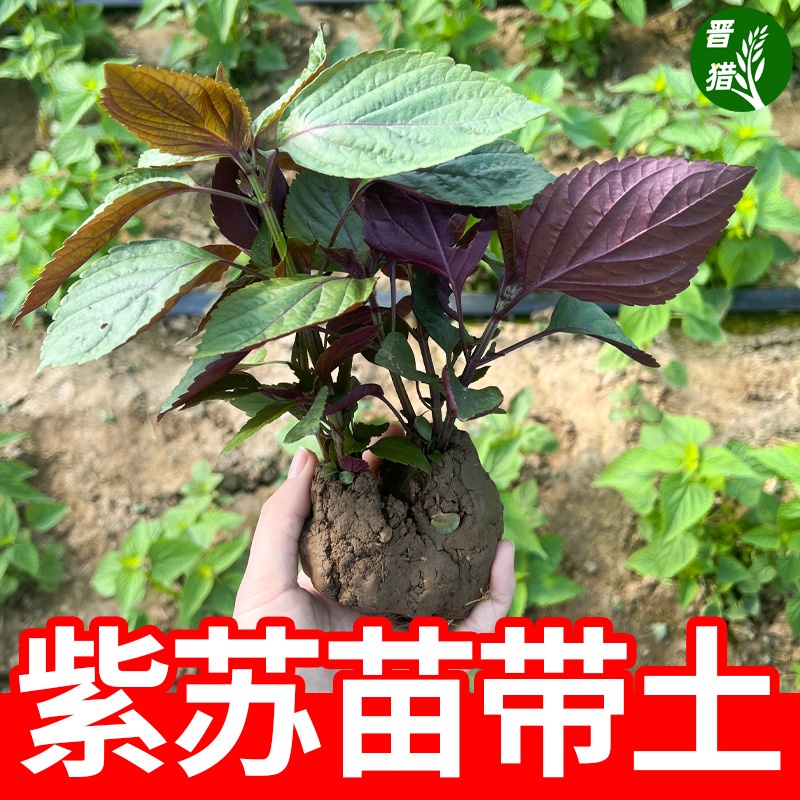 可食用紫苏苗带土带根发货大叶河南新鲜紫苏幼苗四季盆栽阳台种植