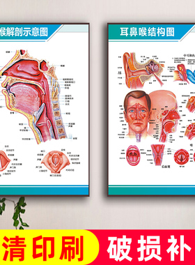 耳鼻喉解剖图结构图示意图人体结构图医学宣传挂图器官心脏结构图