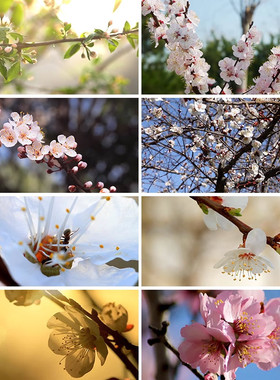 杏花花朵绽放特写春天春意盎然美景粉红白杏花盛开实拍短视频素材