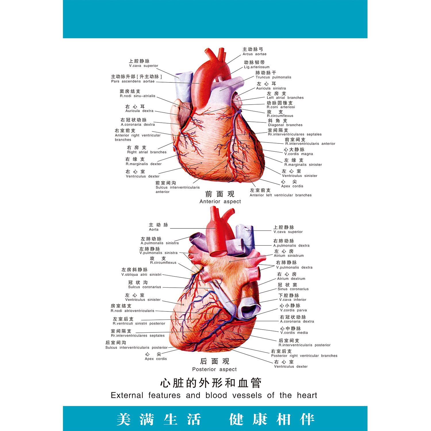 心脏系统示意图人体内脏结构图医院内科消化系统解剖教学宣传海报
