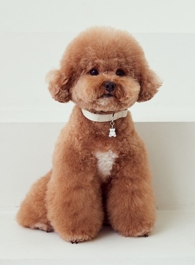「Lazy Pet」韩国代购宠物狗狗名字定制简单小熊挂饰项圈牵引套装