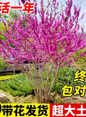 紫荆花树苗庭院种植大盆栽紫金四季开花室外风景耐寒花卉绿化植物