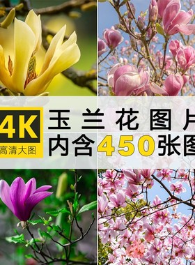 4K高清玉兰花图片红白色树花朵唯美花卉植物摄影特写照片壁纸素材
