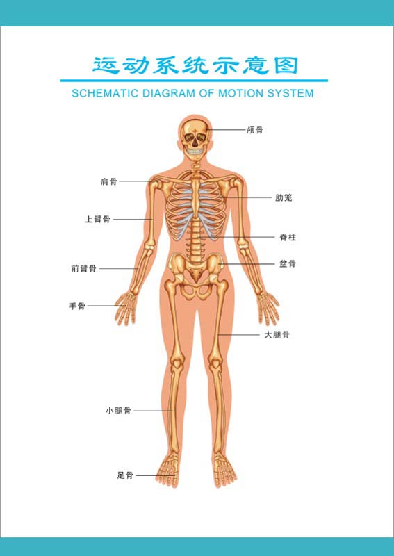M769医院挂图人体八大系统运动系统示意图1647海报定制印制展板