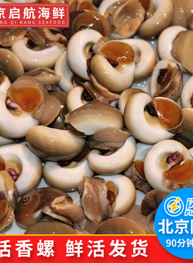 500g 北京闪送大香螺新鲜活海鲜水产玉螺螺类大田螺大小海螺泥螺