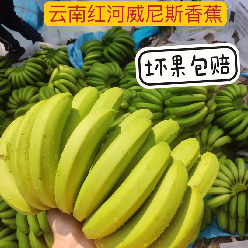 云南威尼斯香蕉自然熟香蕉现摘现发无药水产地直发云南banana包邮