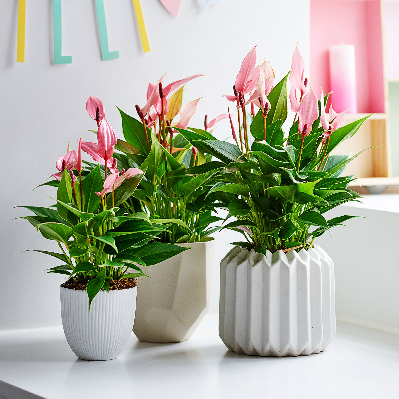 红掌盆栽多年生客厅卧室容易养 花卉植物室内花 适合懒人养的植物