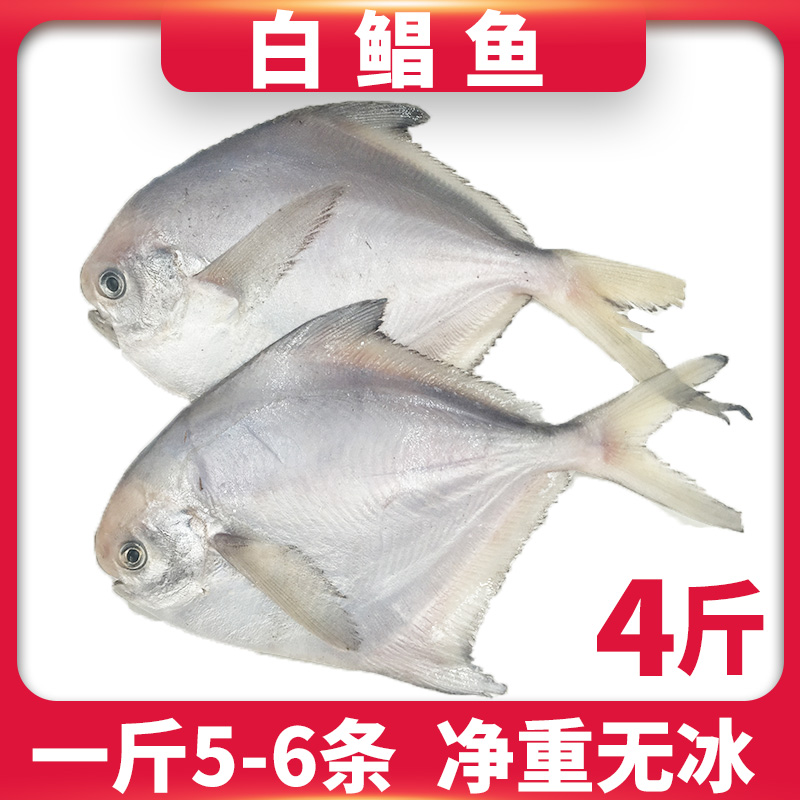 白鲳鱼新鲜鲜活银鲳鱼海捕连云港海鲜水产鱼类大鲳鱼海鱼4斤包邮