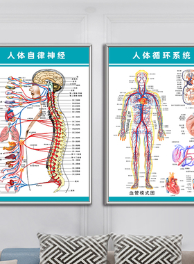 人体神经呼吸淋巴循环系统分布图海报内脏器官解剖结构图医学挂画
