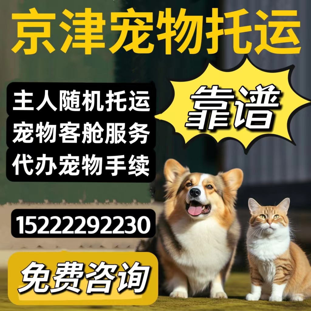 天津宠物托运代办检疫证免疫证猫咪狗狗随机手续客舱成都重庆