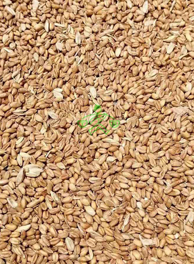 淘然传统老品种自留种小麦七八十年代老杂麦非食用标准一斤