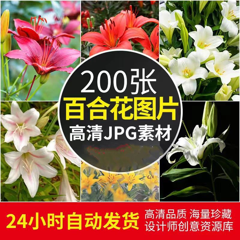高清JPG素材百合花图片鲜花卉植物摄影瓣蕊唯美粉红白色特写照
