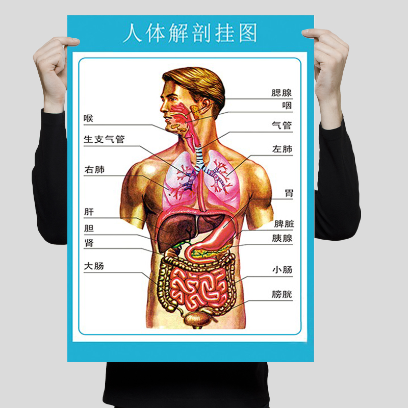人体心脏结构示意图器官