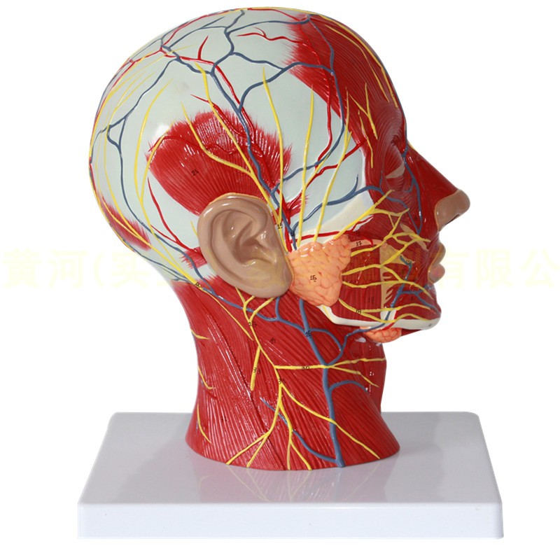 人体头骨带肌肉神经血管模型型美容面部神经微整形医学解剖
