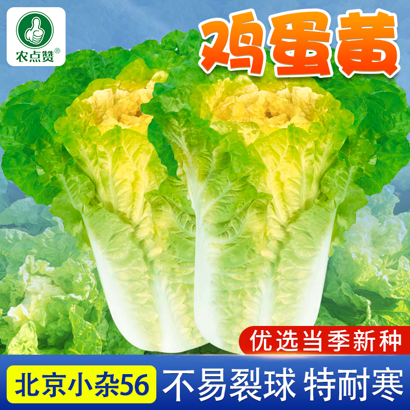 鸡蛋黄大白菜种子北京小杂56蔬菜种孑快菜黄心菜种籽四季夏阳白菜