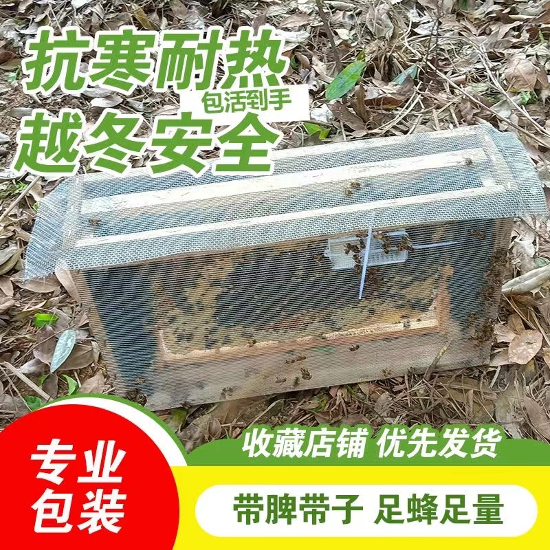 活体蜜蜂群 中蜂蜂群 带王蜜蜂群 阿坝中蜂中华土蜂笼蜂出售包邮