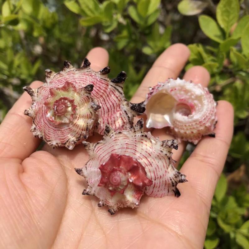 海马螺天然贝壳海螺粉色蜗牛壳鱼缸水族饰品装饰摆件寄居蟹替换壳