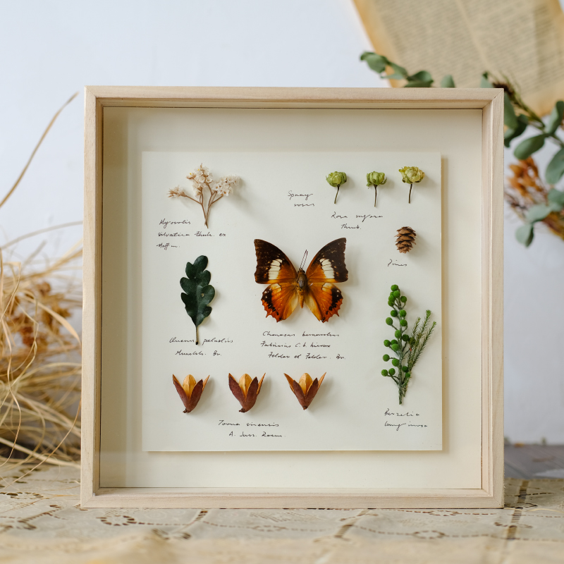 干花永生花相框礼物植物标本昆虫蝴蝶动物标本装饰挂画摆件玻璃盒