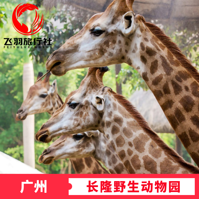 [广州长隆野生动物世界-1日门票]广州长隆野生世界动物园