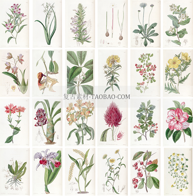 19世纪英国手绘观赏植物学花卉植物图谱复古海报绘画手账设计素材
