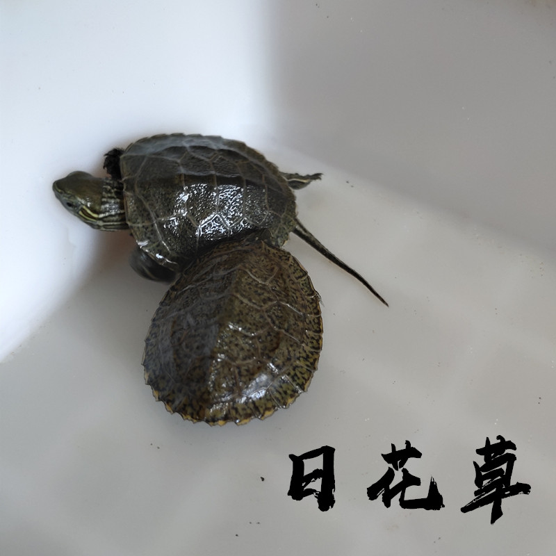 活物乌龟日本石龟杂花草龟日石杂花龟外塘冷水宠物龟活体网红草龟