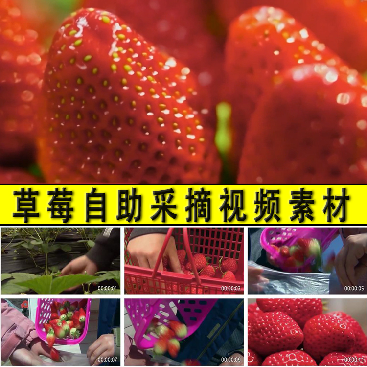 农村草莓种植采摘乡村休闲旅游农家乐水果园自助采摘实拍视频素材