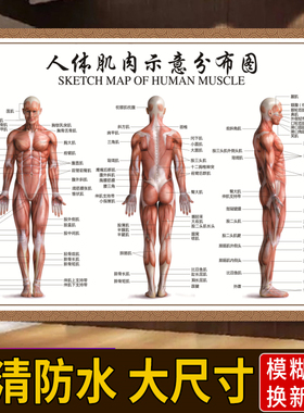 人体肌肉结构图全身器官分布图内脏结构解剖图健身肌肉拉伸示意图