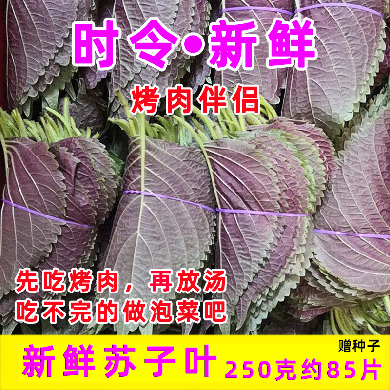 新鲜苏子叶紫苏叶烤肉食用叶子半背韩国泡菜包饭山东寿光蔬菜包邮