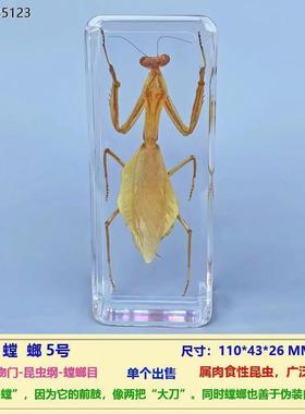 螳螂标本真实昆虫标本摆件把玩书镇纸镇尺寸110*43*26mm透明