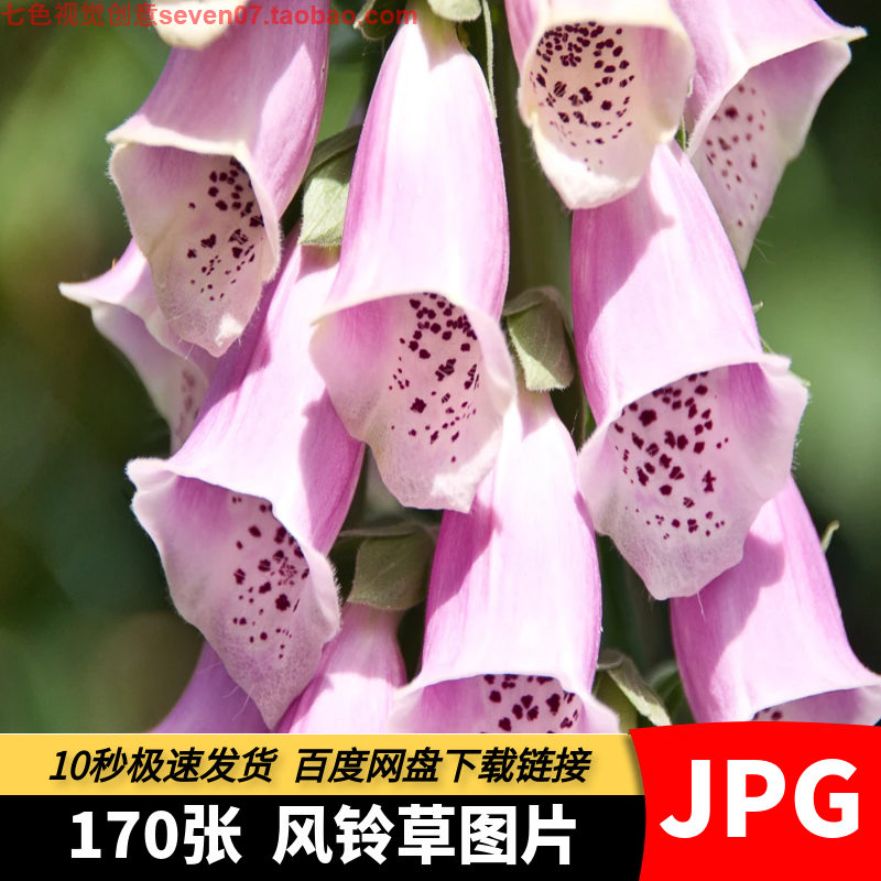 高清花朵风铃草图片紫色花卉观赏植物特写清新唯美背景设计PS素材
