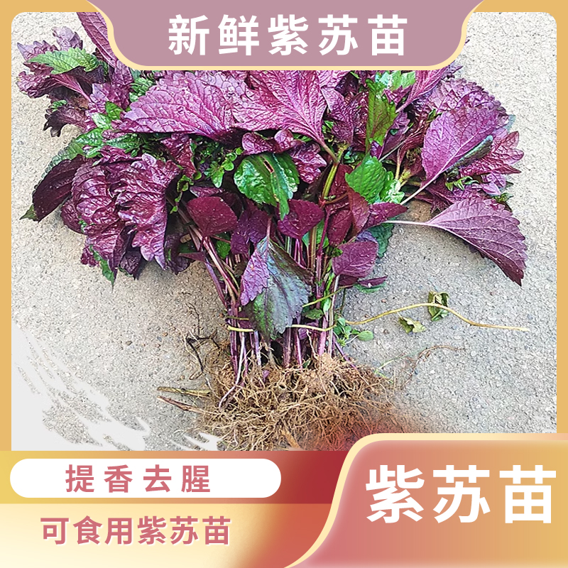 新鲜紫苏苗带根带泥现摘可食用种子秧幼苗四季盆栽双面野菜籽调料