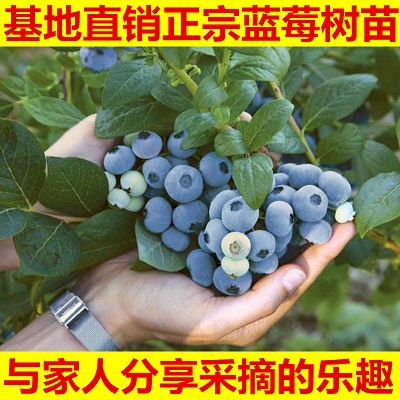 蓝莓苗南北方种植盆栽庭院果树苗 辽宁耐寒蓝莓树苗带土发货包邮