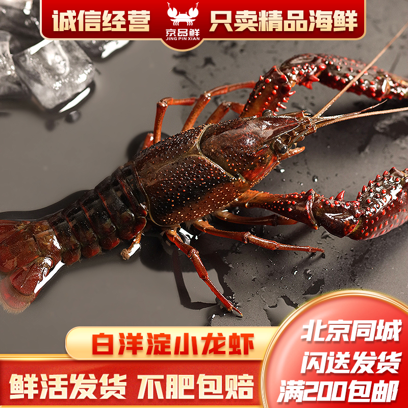 鲜活小龙虾一份一斤 白洋淀大个龙虾清淡水活海鲜水产北京闪送