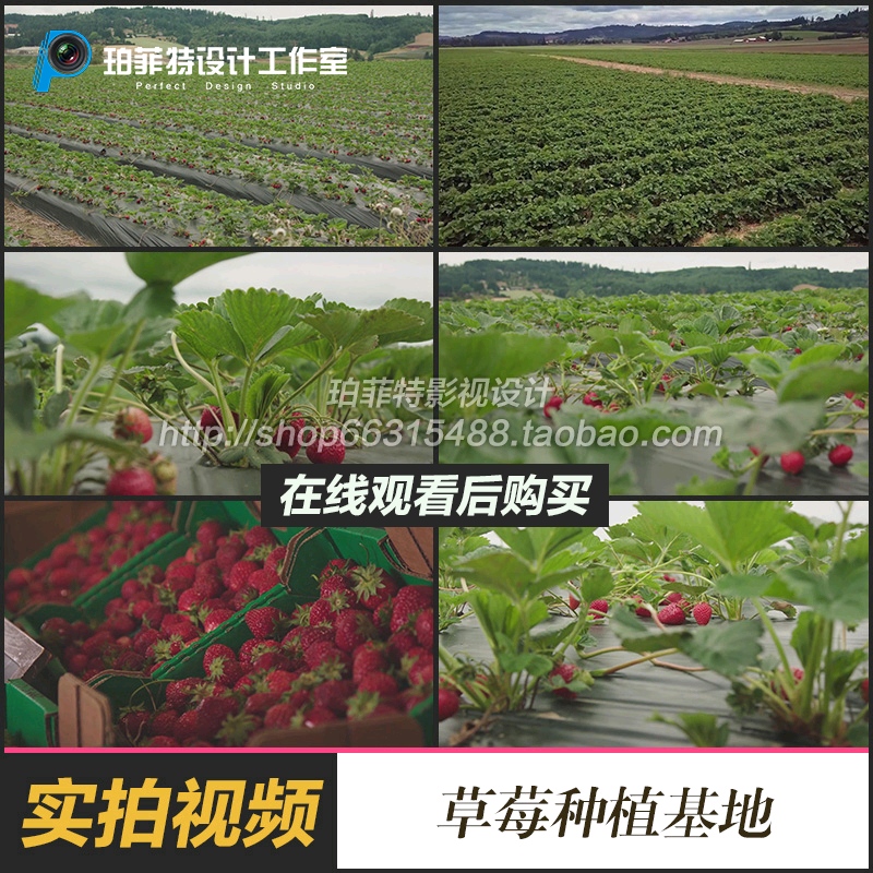 高清草莓种植基地草莓实拍视频素材大棚种植采摘收获新鲜水果美味