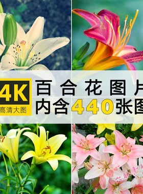 4K高清大图 百合花唯美花卉花朵植物电脑手机壁纸ps图片素材合集