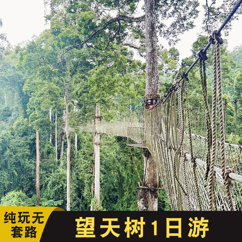 云南旅游西双版纳望天树景区直通车纯玩一日游探秘雨林空中走廊