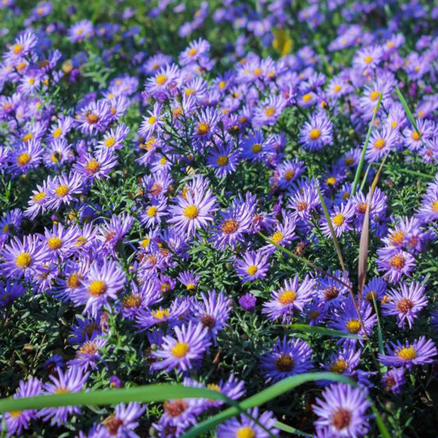 博众喜阳耐热丰花紫菀荷兰菊蓝色 阳台花园庭院盆栽趣味草本花卉
