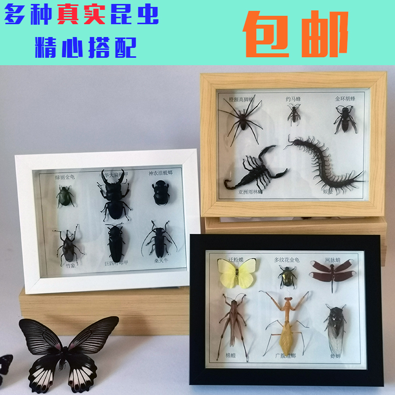 昆虫蝴蝶标本装饰画 甲虫相框工艺品 昆虫标本礼物蜻蜓豆娘