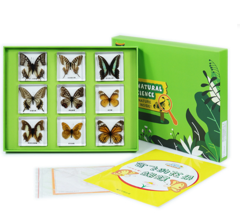 千千谷 会飞的花朵蝴蝶幼儿园儿童科学实验室9种常见蝴蝶包埋标本