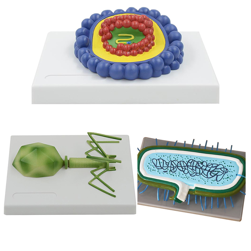 细菌模型初中高中生物课演示教具实验器材医用教学病毒放大冠状结构艾滋病毒T4噬菌体放大模型