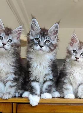 纯种缅因猫幼猫活体俄罗斯血统缅因猫巨型森林猫烟灰棕虎银虎纯白