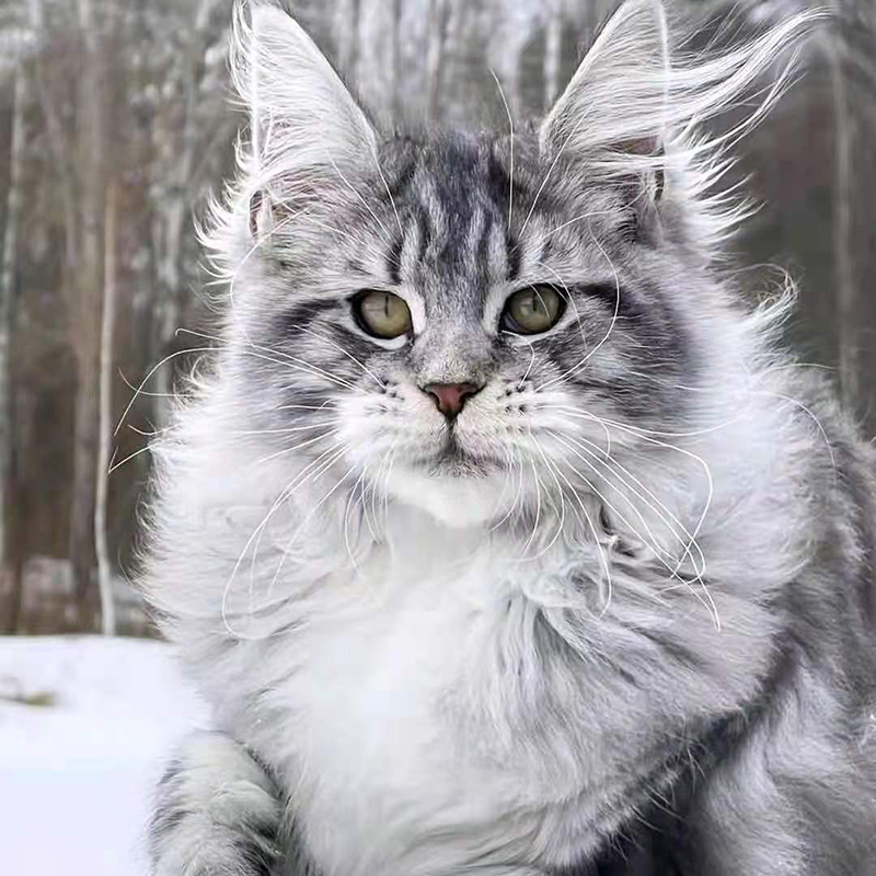 俄罗斯巨型猫